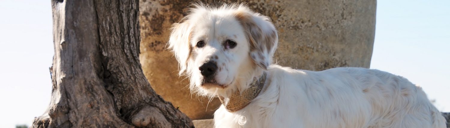 Hoffnungsvolle Tierherzen e.V.